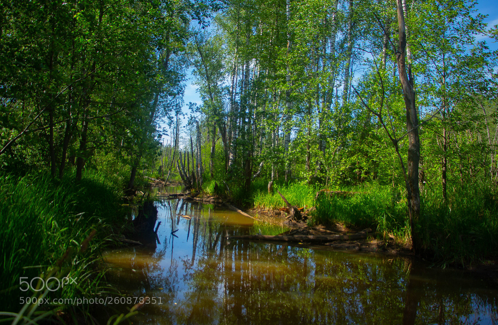Canon EOS 650D (EOS Rebel T4i / EOS Kiss X6i) sample photo. River on forest photography