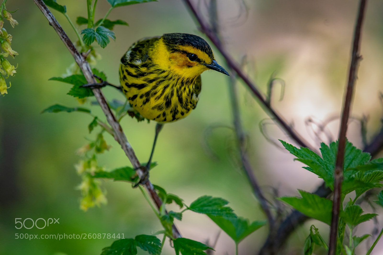 Nikon D500 sample photo. Cape-may warbler photography