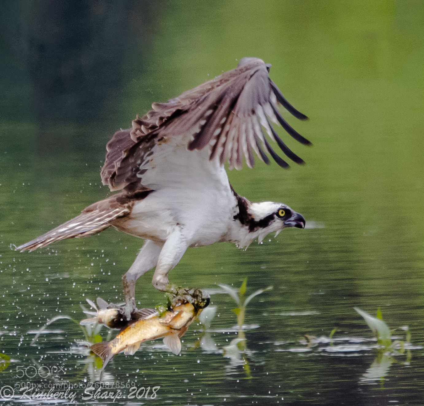 Canon EOS 5D Mark IV sample photo. When one fish is photography
