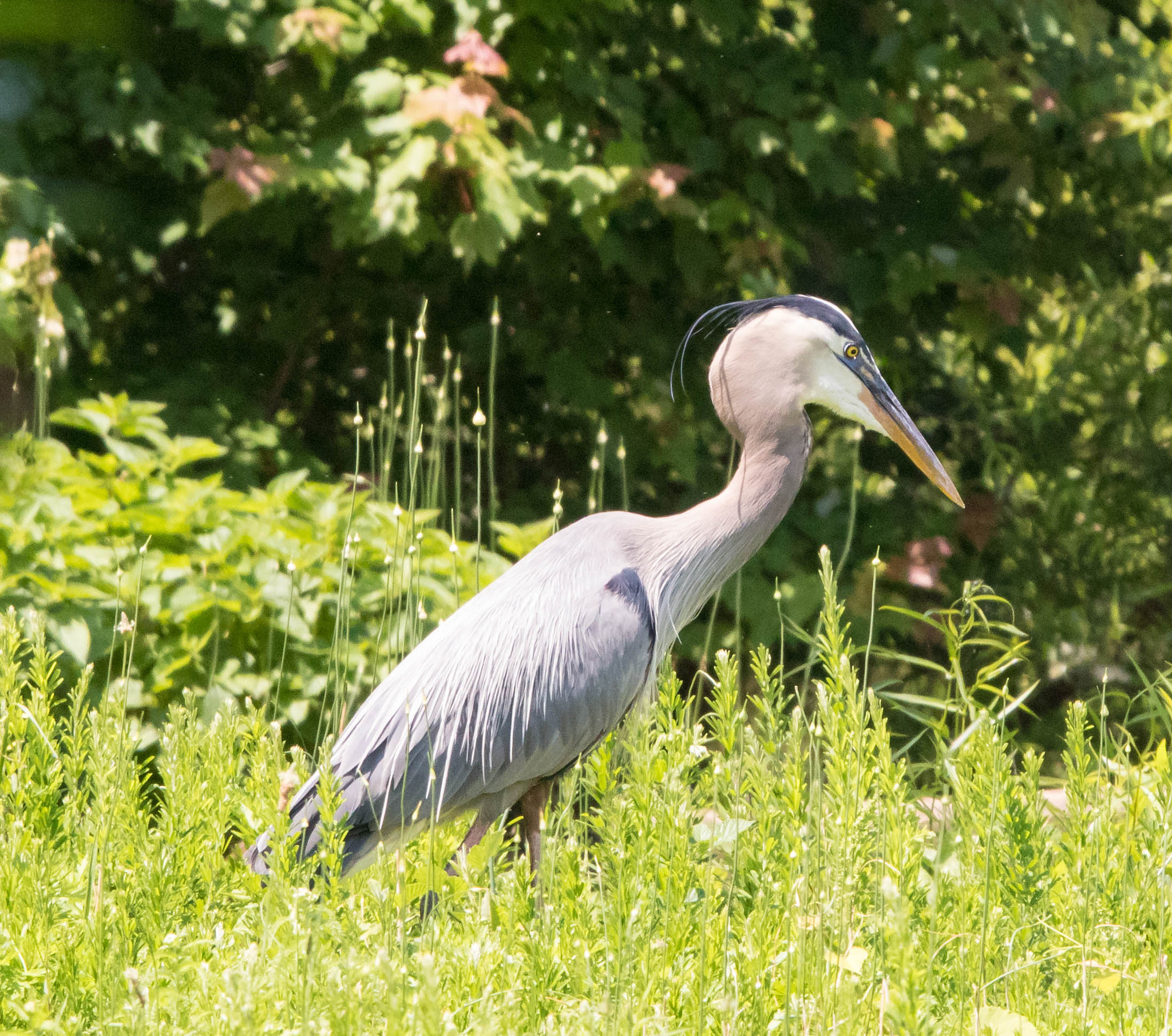 Canon EOS 800D (EOS Rebel T7i / EOS Kiss X9i) sample photo. Blue heron photography