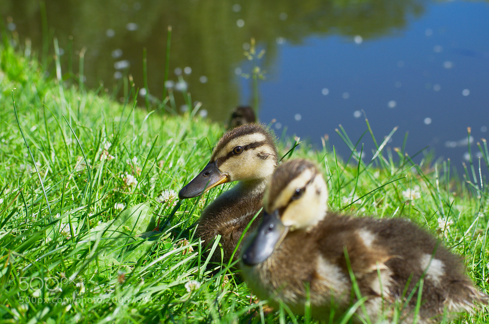 Nikon D5100 sample photo. Ducklings photography