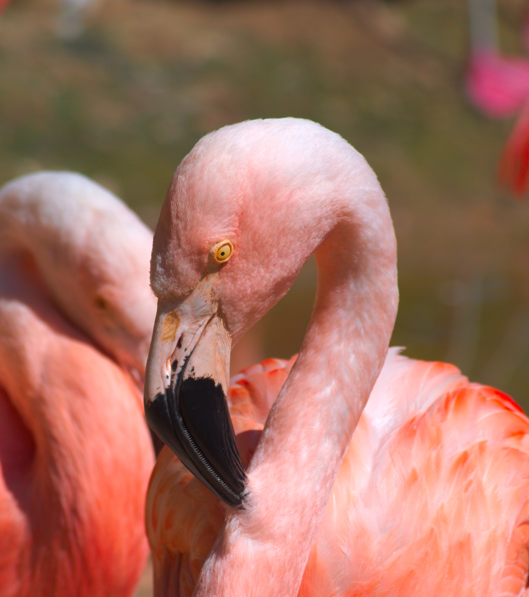 Nikon D5100 sample photo. Pink photography