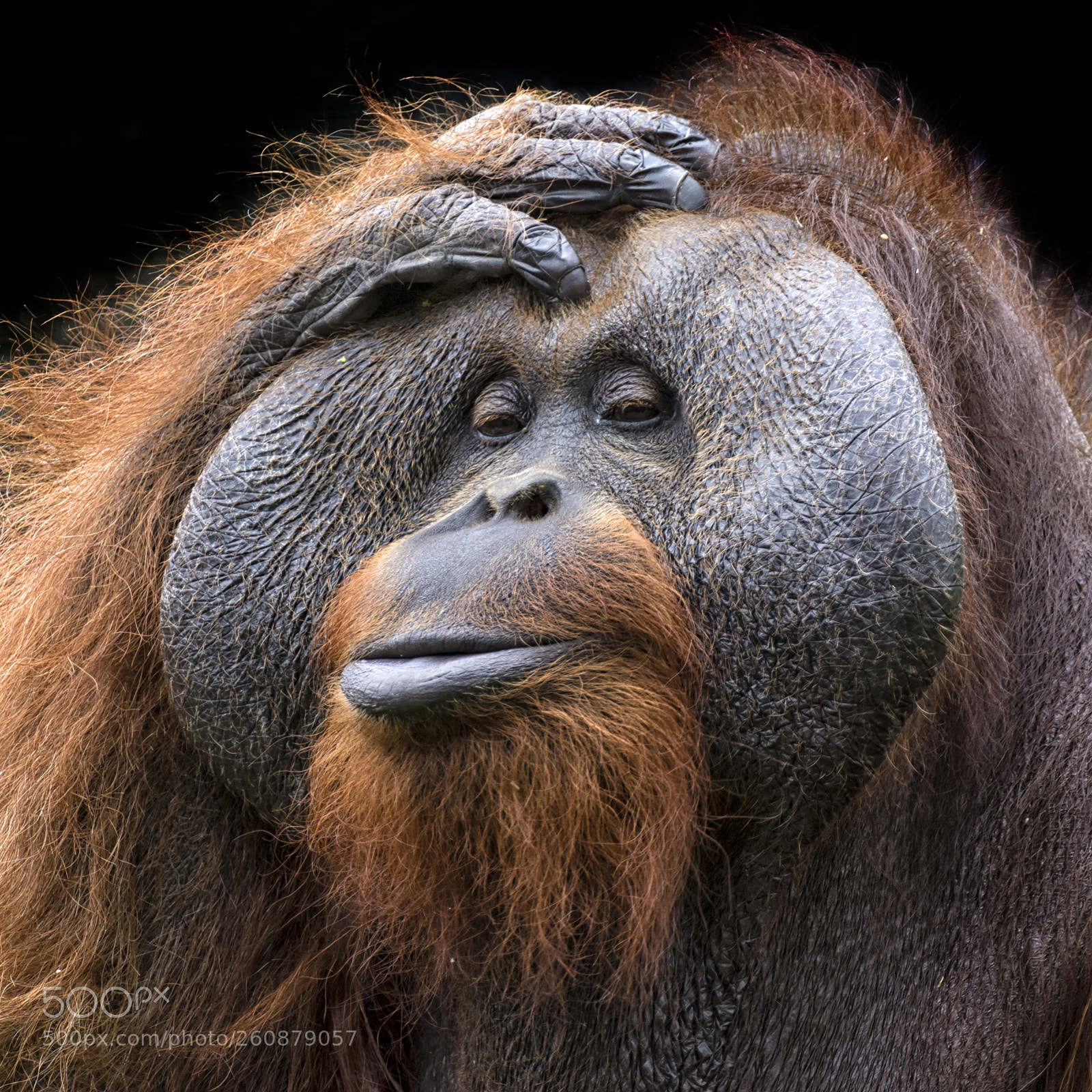 Nikon D7100 sample photo. Orangutan photography