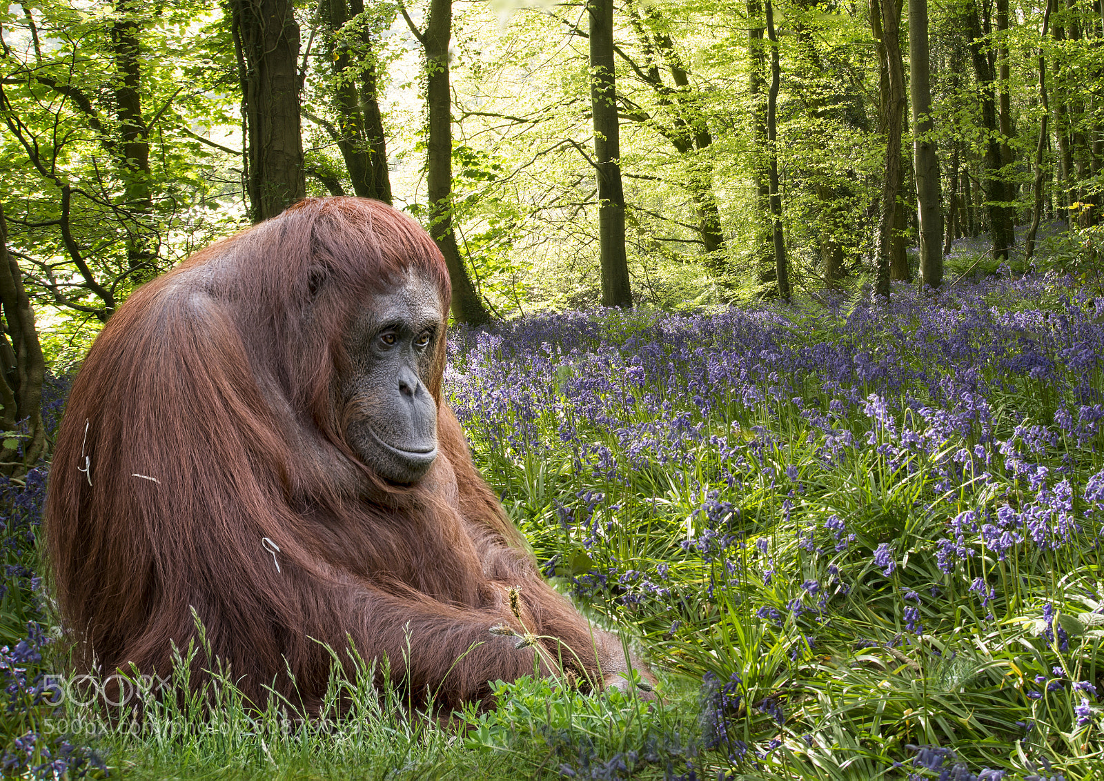 Nikon D7100 sample photo. Orangutan photography