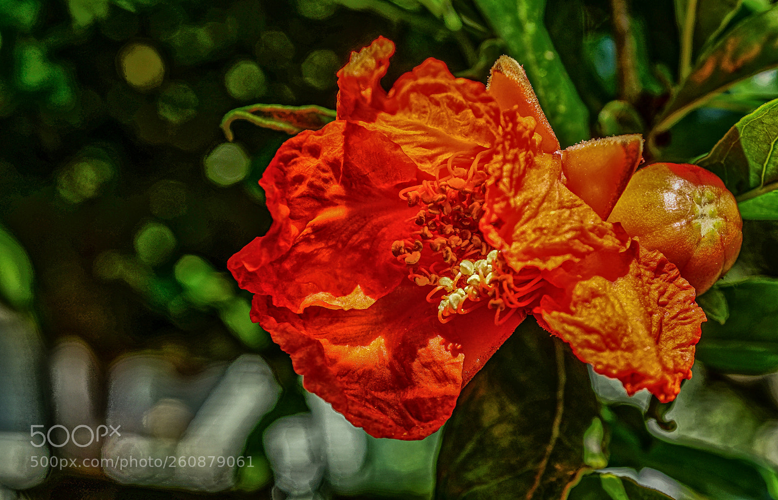 Sony a6300 sample photo. Punica granatum nar i photography