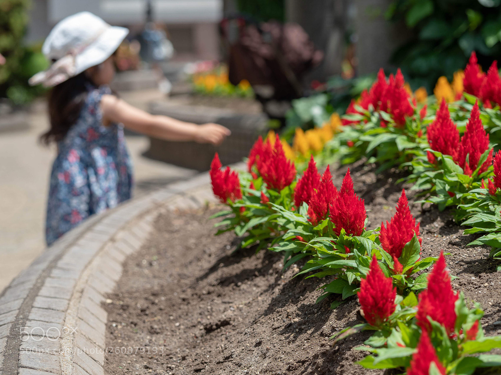 Olympus OM-D E-M1 Mark II sample photo. Hana photography