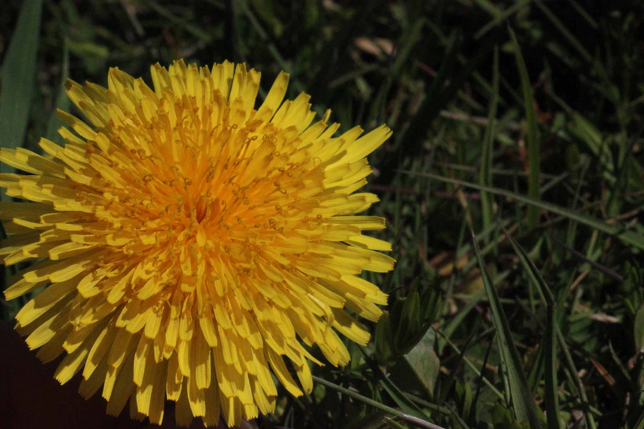Canon EOS 600D (Rebel EOS T3i / EOS Kiss X5) + Canon EF-S 18-135mm F3.5-5.6 IS STM sample photo. Dandelions are underappreciated photography