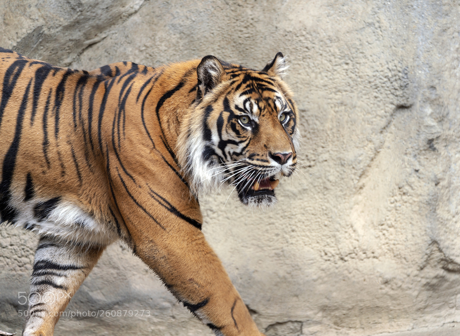 Sony a7R III sample photo. Sumatran tiger photography