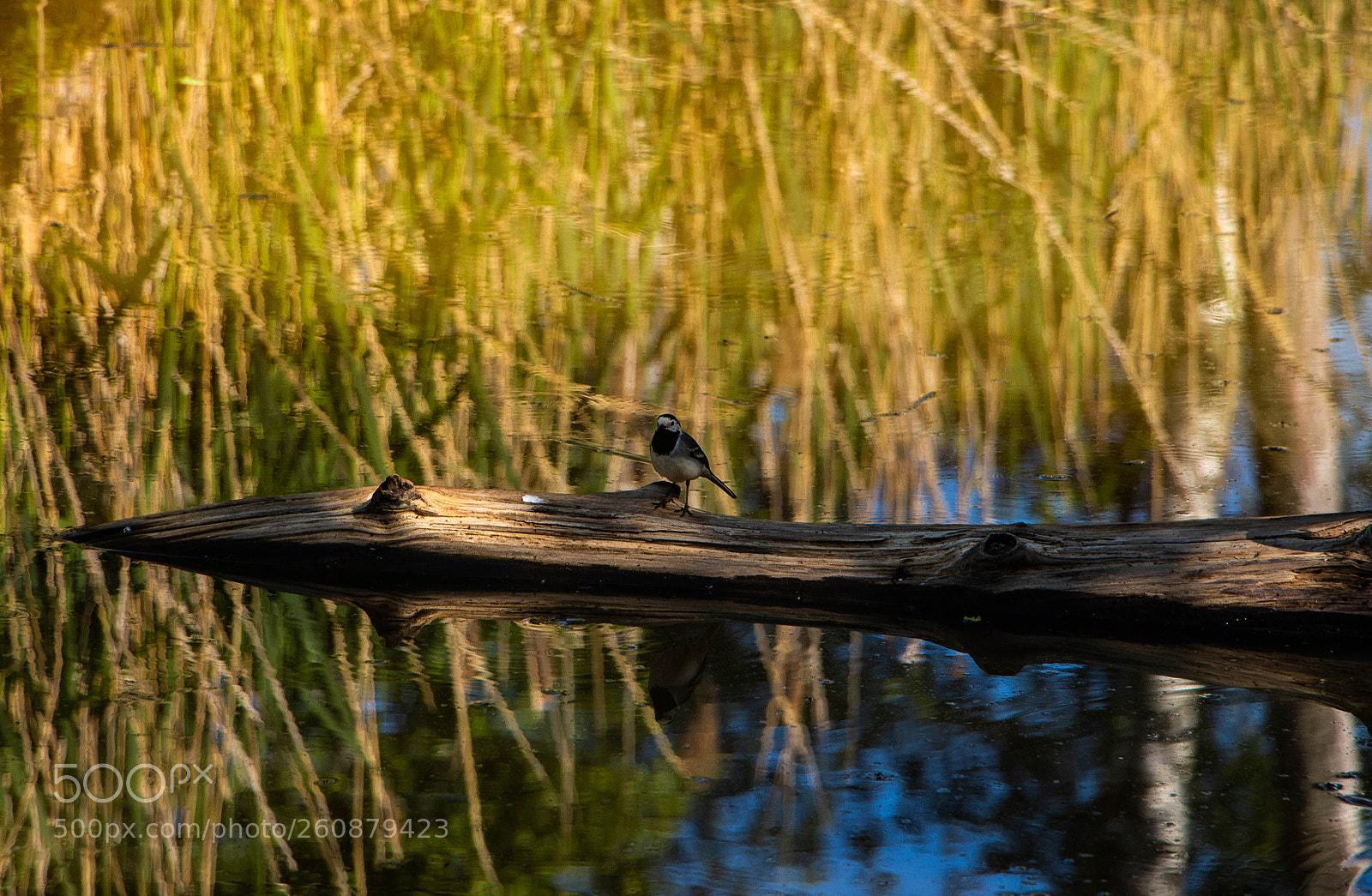 Canon EOS 650D (EOS Rebel T4i / EOS Kiss X6i) sample photo. Bird photography