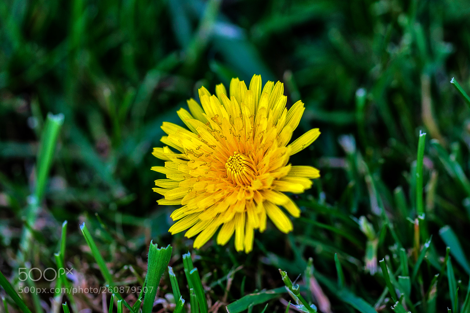 Canon EOS 200D (EOS Rebel SL2 / EOS Kiss X9) sample photo. Weed photography