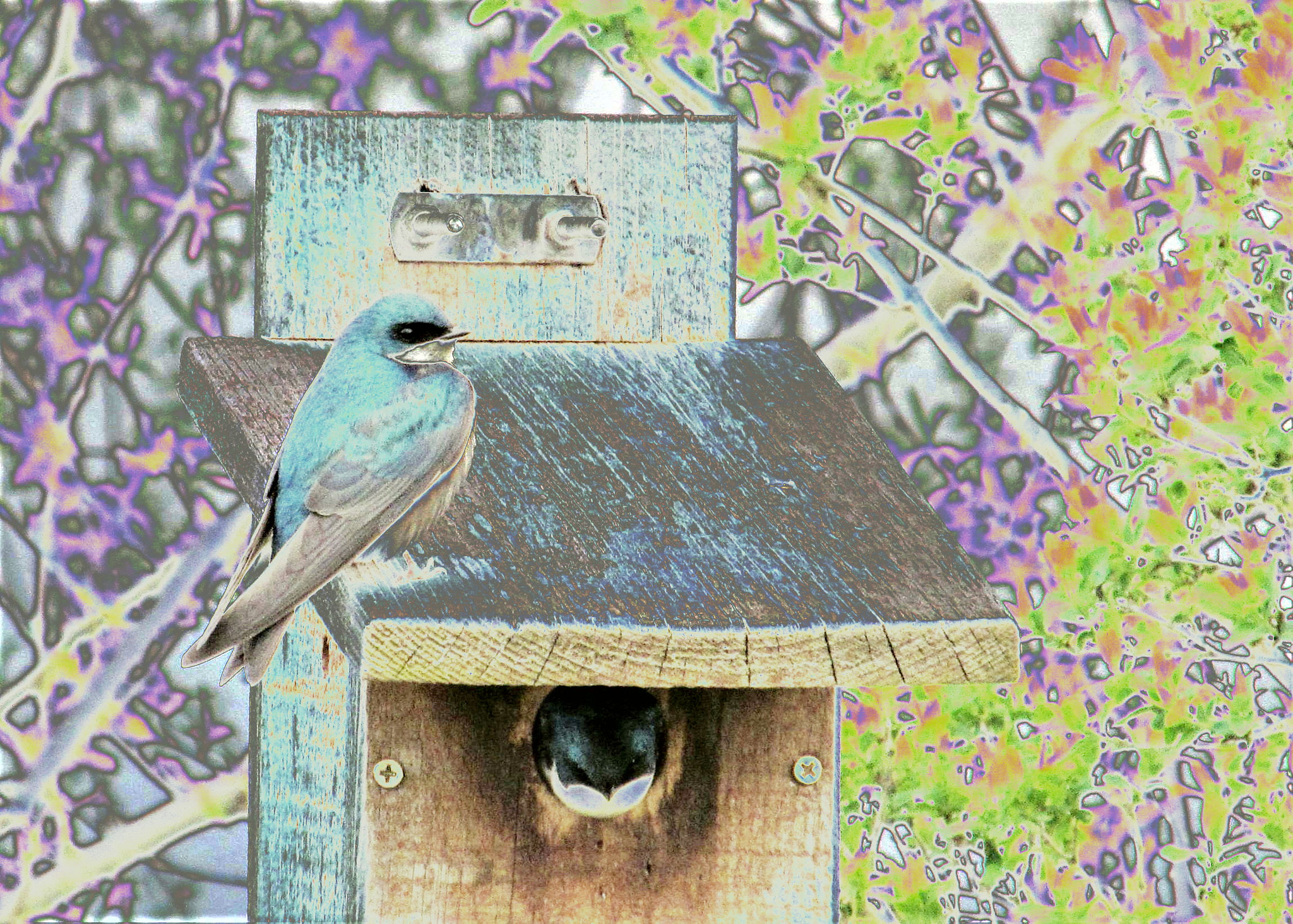 Canon PowerShot SX150 IS sample photo. Bird house photography