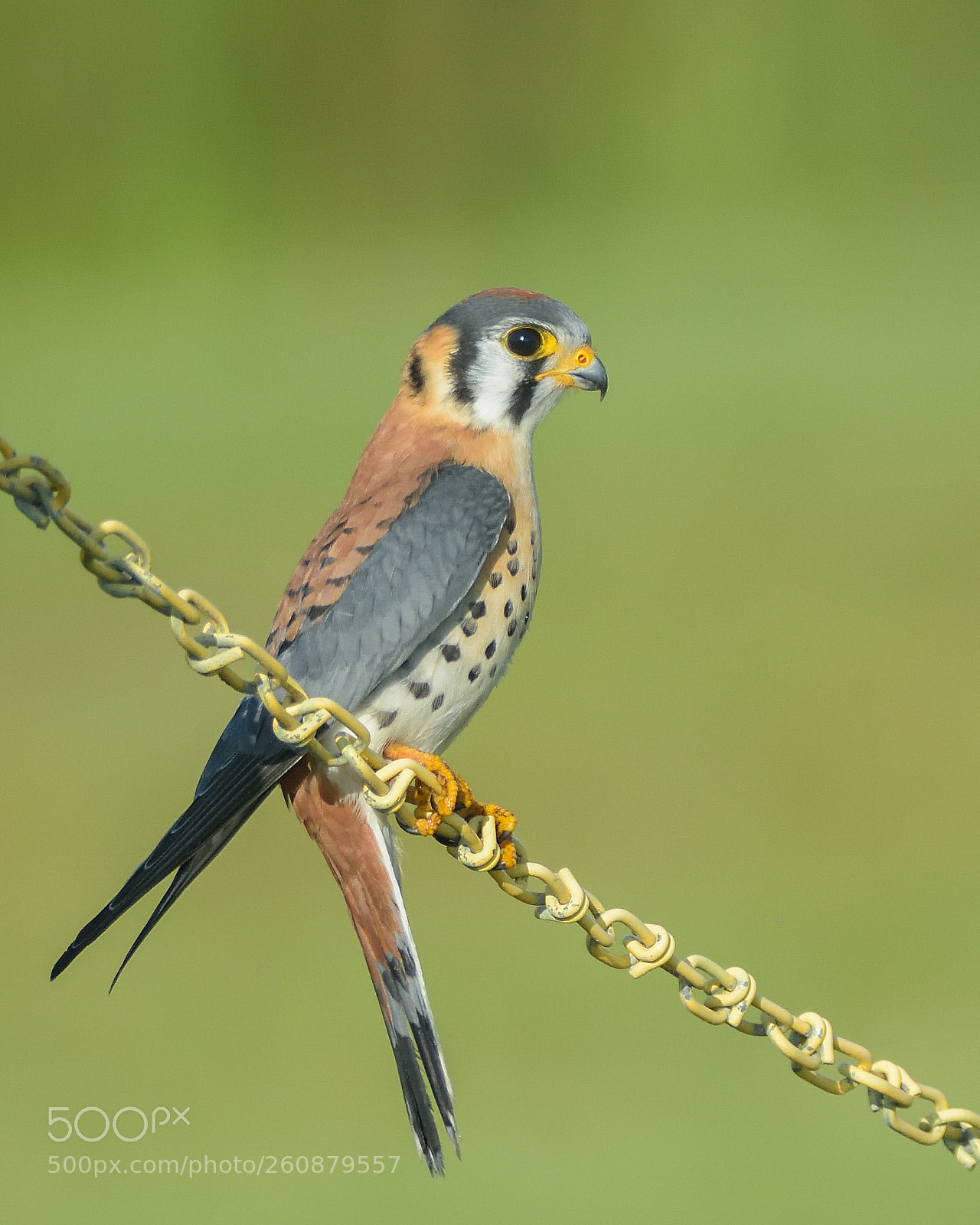 Nikon D7200 sample photo. American kestrel photography