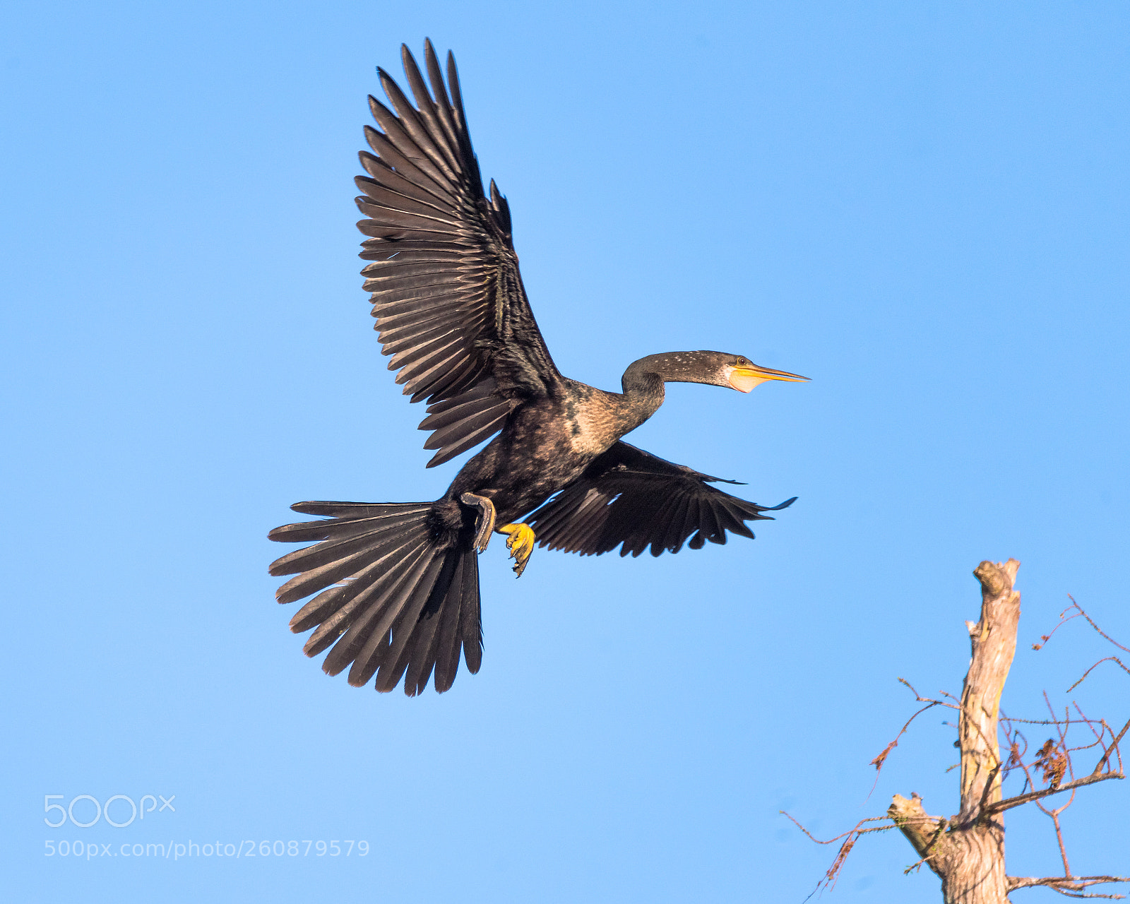 Nikon D810 sample photo. Incoming anhinga photography
