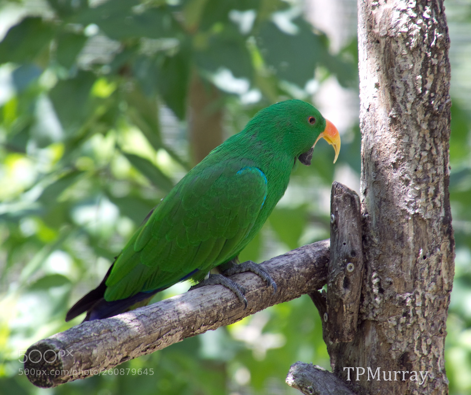 Canon EOS 600D (Rebel EOS T3i / EOS Kiss X5) sample photo. Eclectus parrot photography