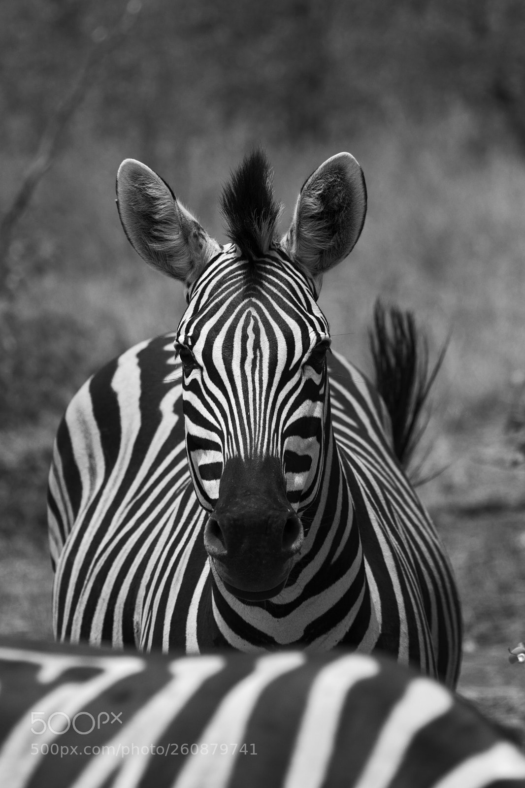 Nikon D7100 sample photo. Noir sur blanc photography