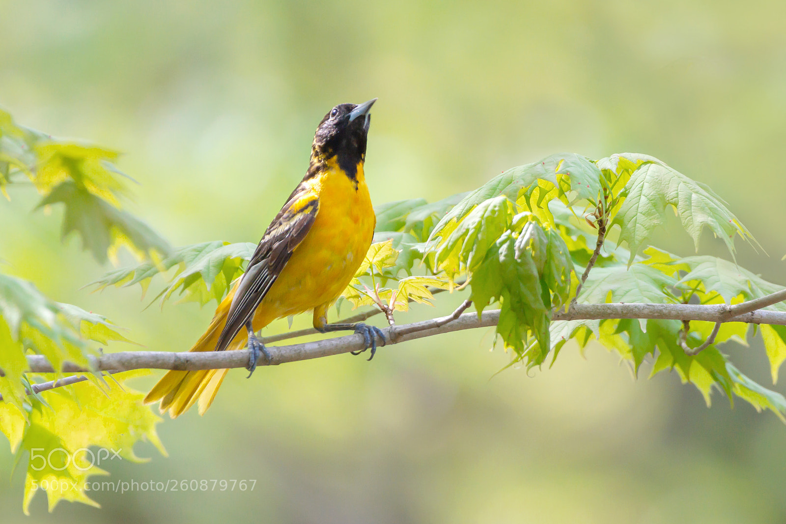 Nikon D7200 sample photo. Female baltimore oriole photography