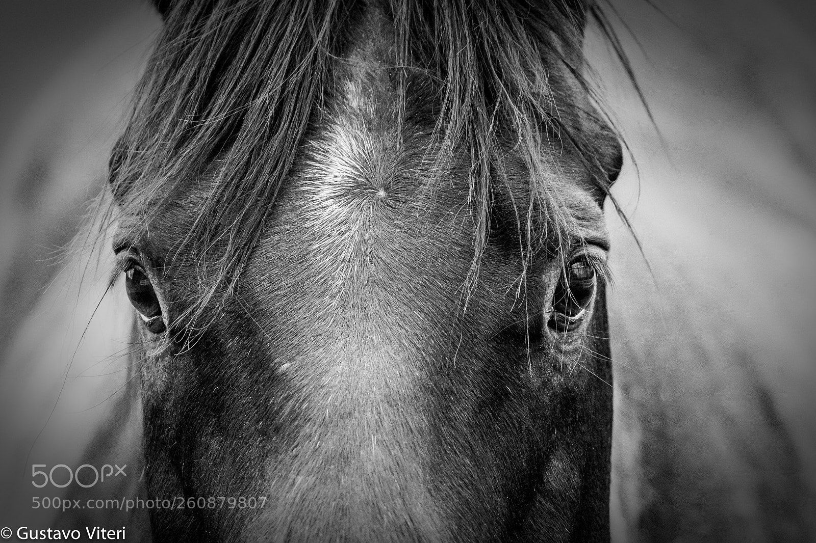 Canon EOS 6D sample photo. Equine close-up photography