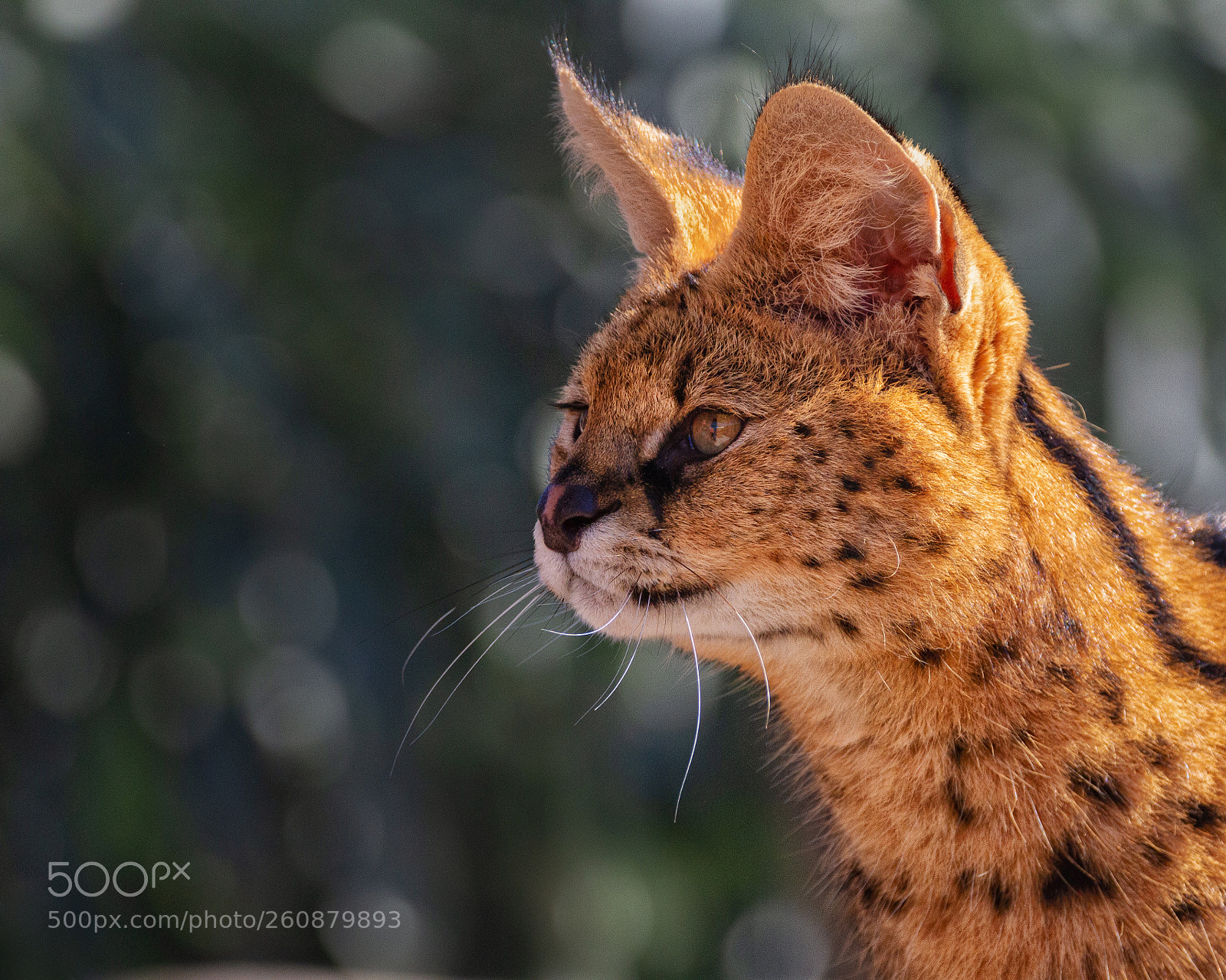 Canon EOS 7D sample photo. Serval photography