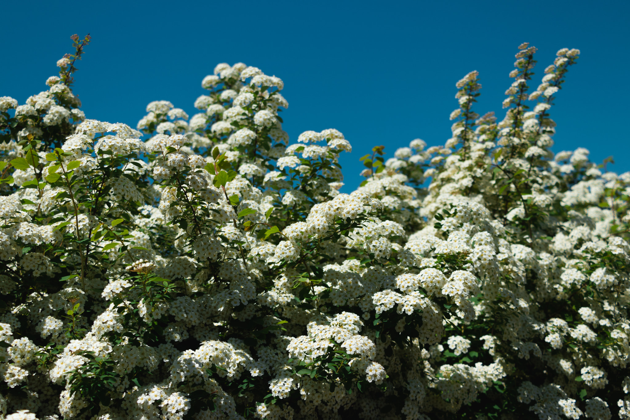 Canon EOS 800D (EOS Rebel T7i / EOS Kiss X9i) sample photo. White spirea photography