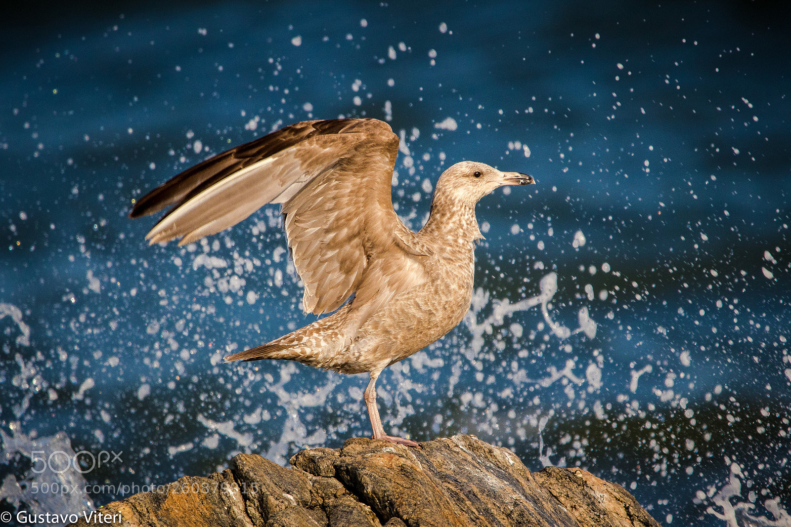 Canon EOS 80D sample photo. Splash.... photography