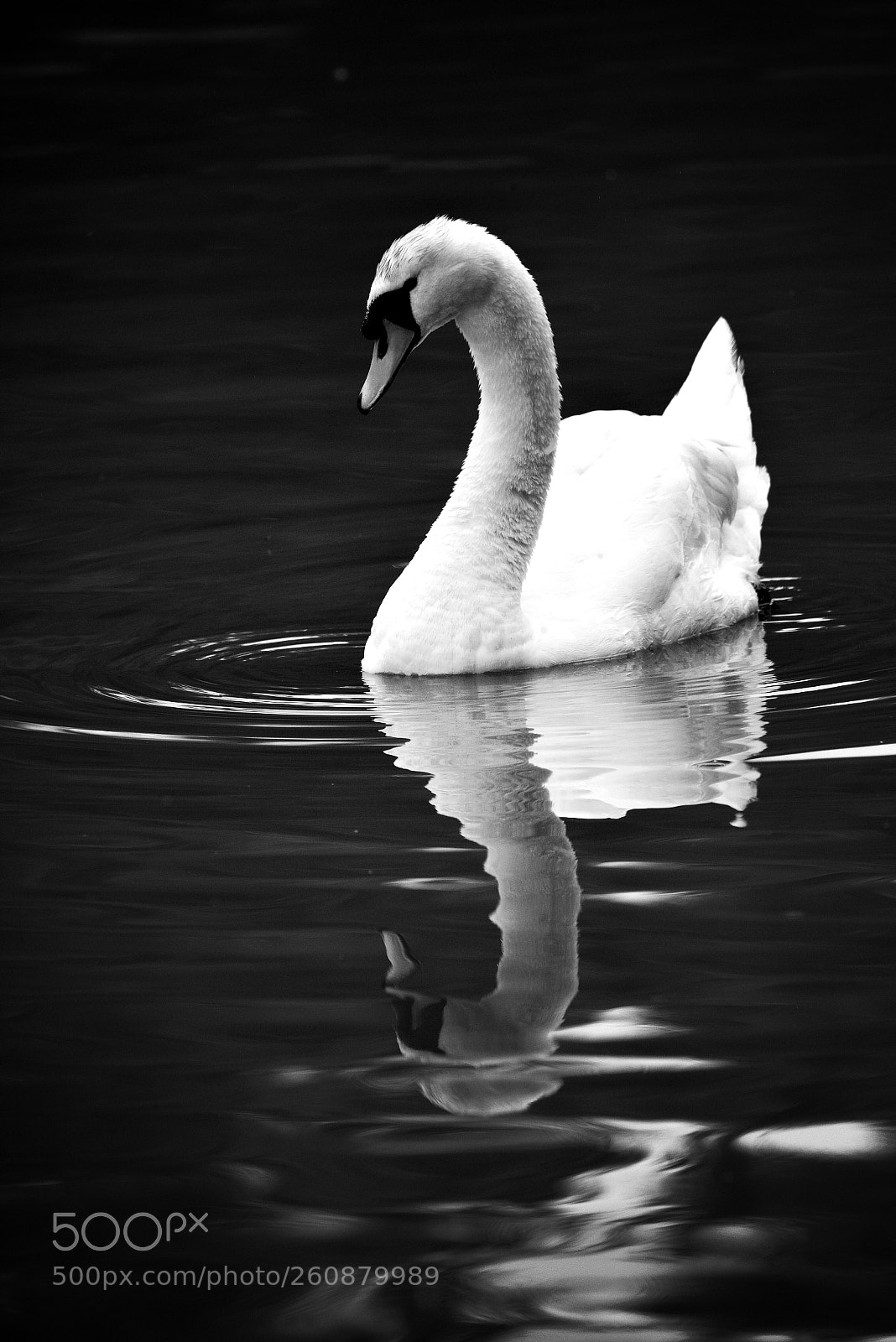 Nikon D810 sample photo. A disturbed reflection photography