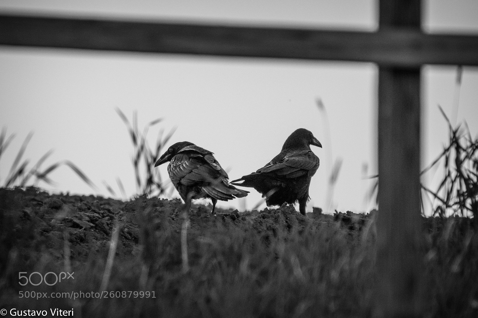 Canon EOS 80D sample photo. Birds of a feather photography