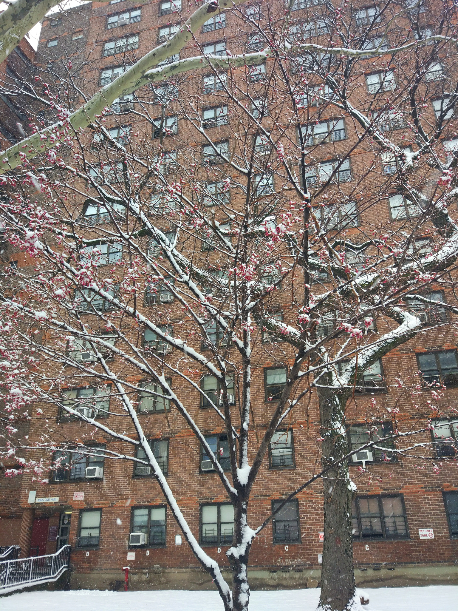 Xiaomi MI 5 sample photo. Snow day photography