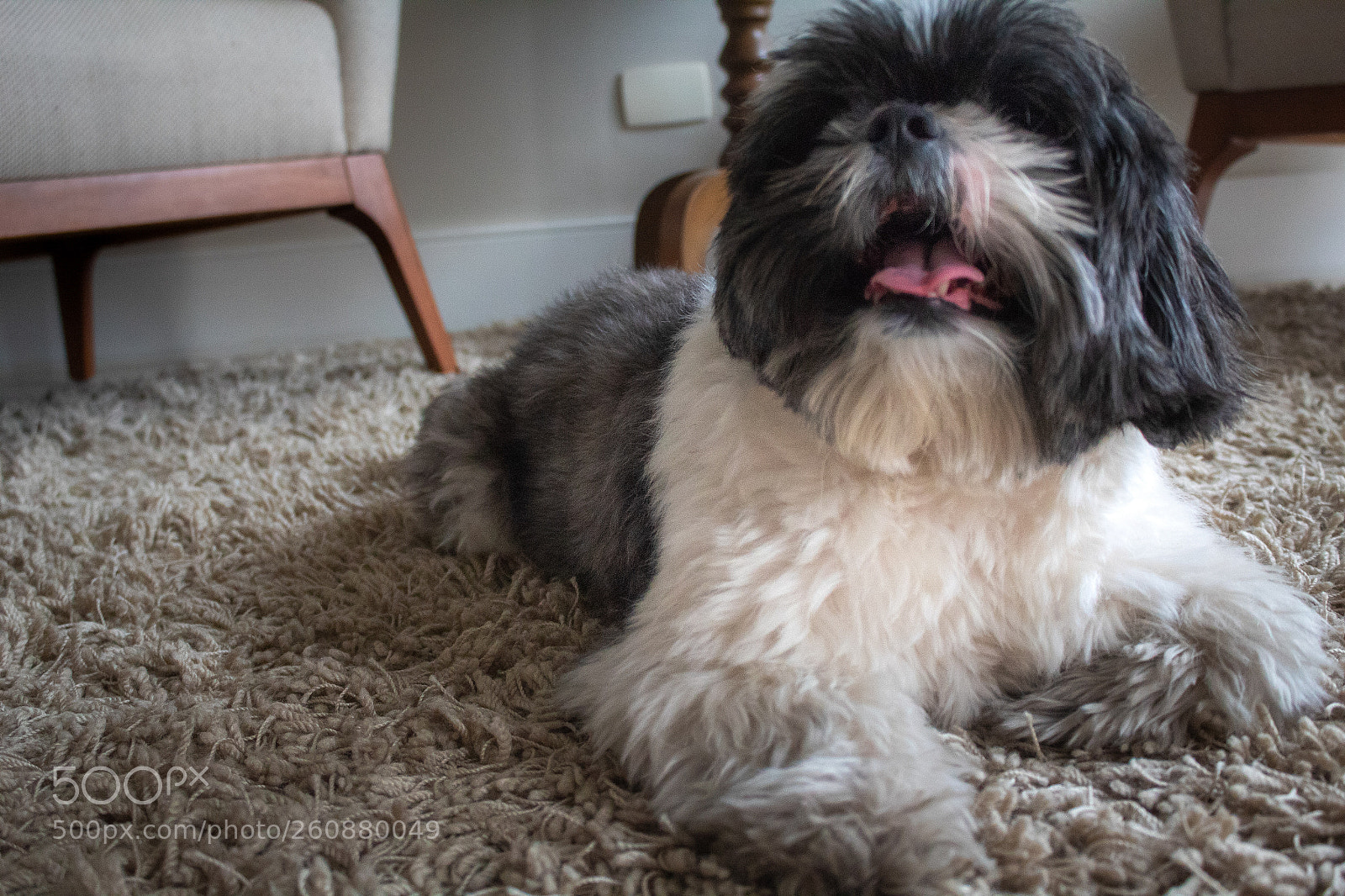 Canon EOS 1300D (EOS Rebel T6 / EOS Kiss X80) sample photo. Funny dog photography