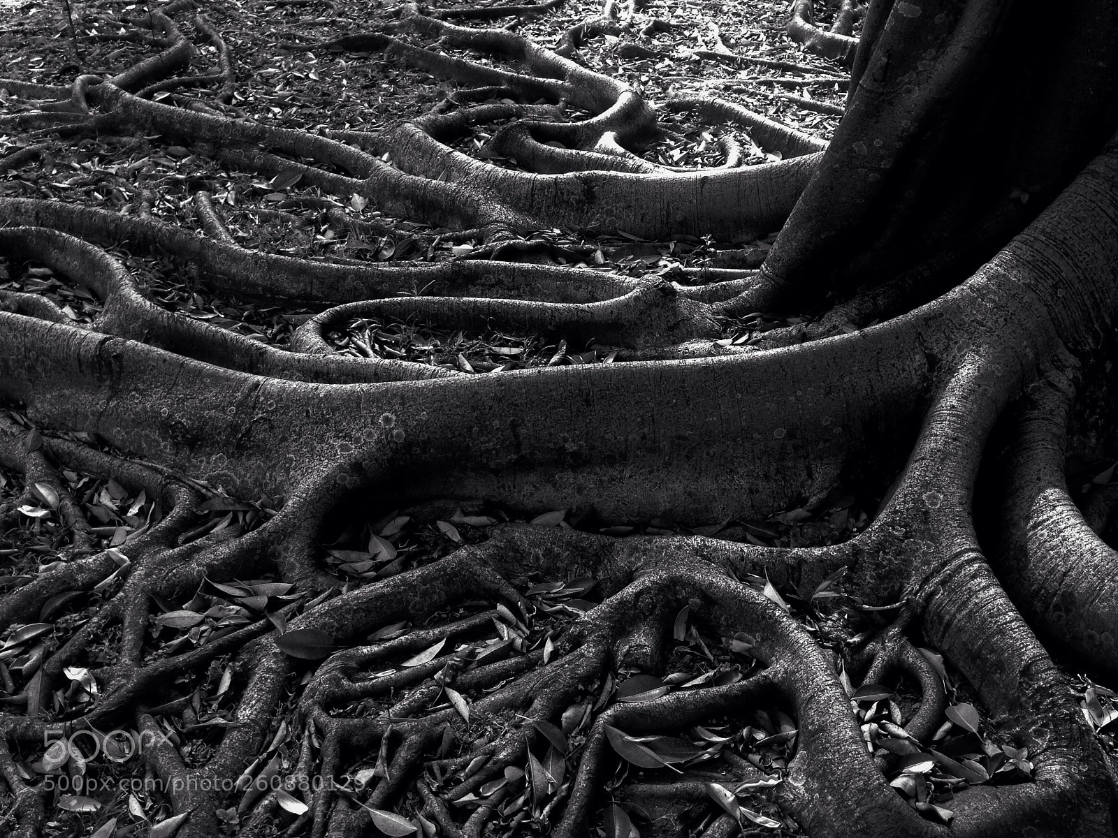 Apple iPhone 5 sample photo. Groot photography
