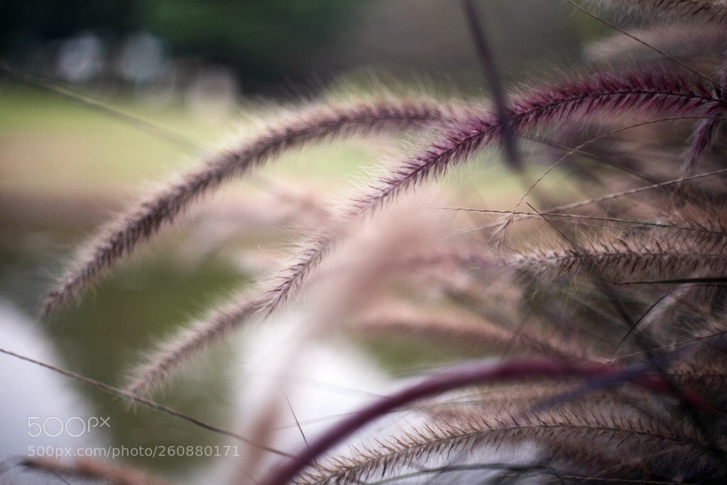 Canon EOS 5D Mark II sample photo. Untitled photography