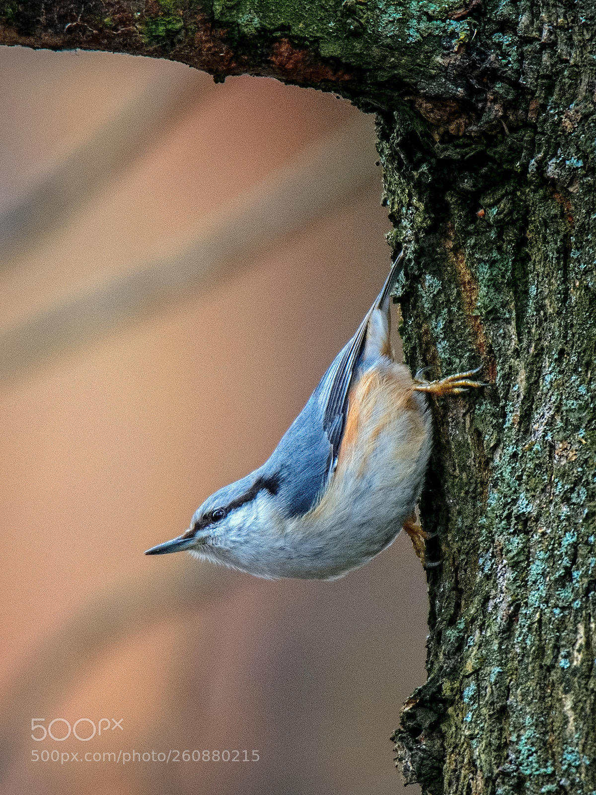 Nikon D800 sample photo. Nuthatch photography