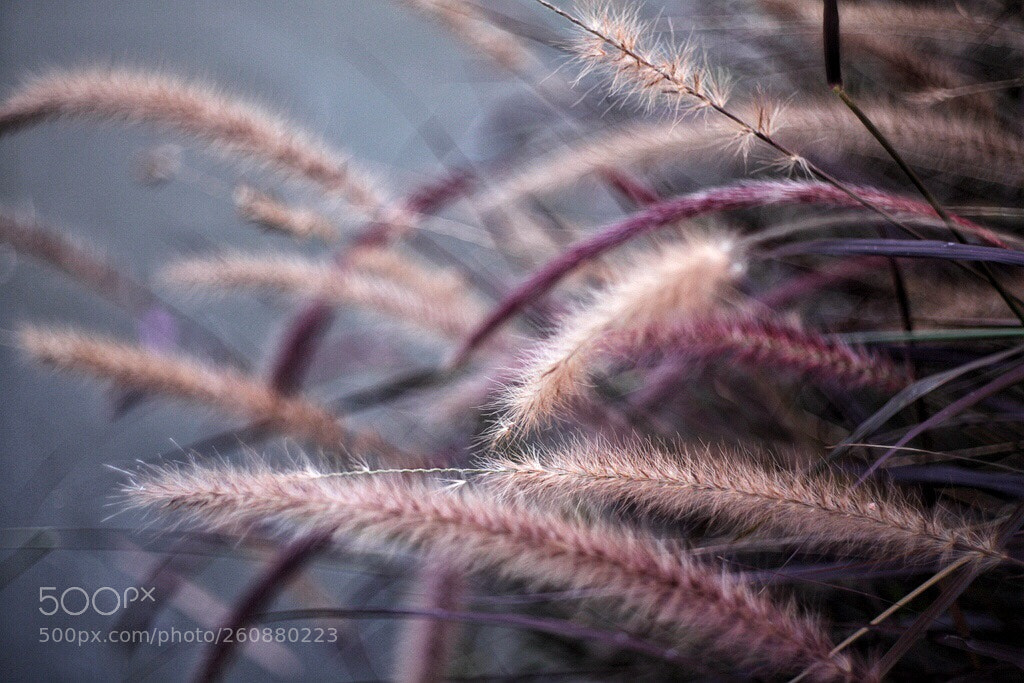 Canon EOS 5D Mark II sample photo. Untitled photography
