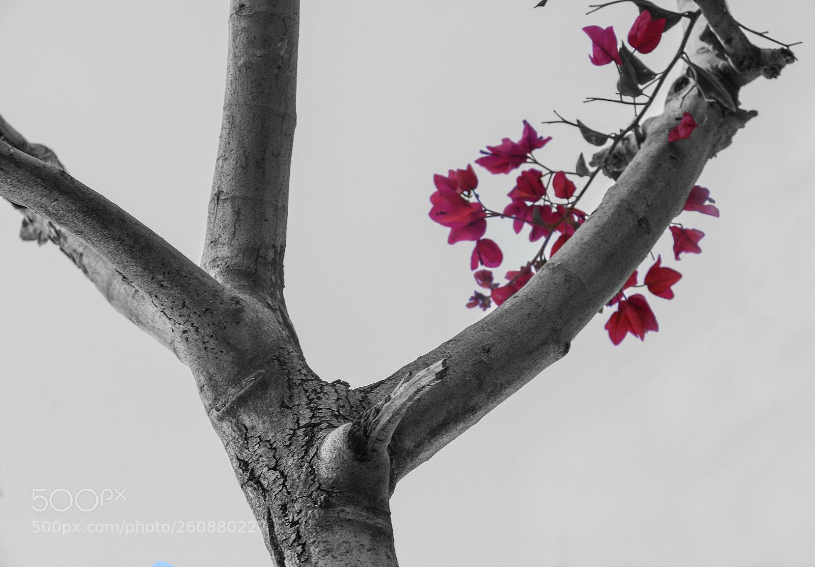 Canon EOS 70D sample photo. Untitled photography