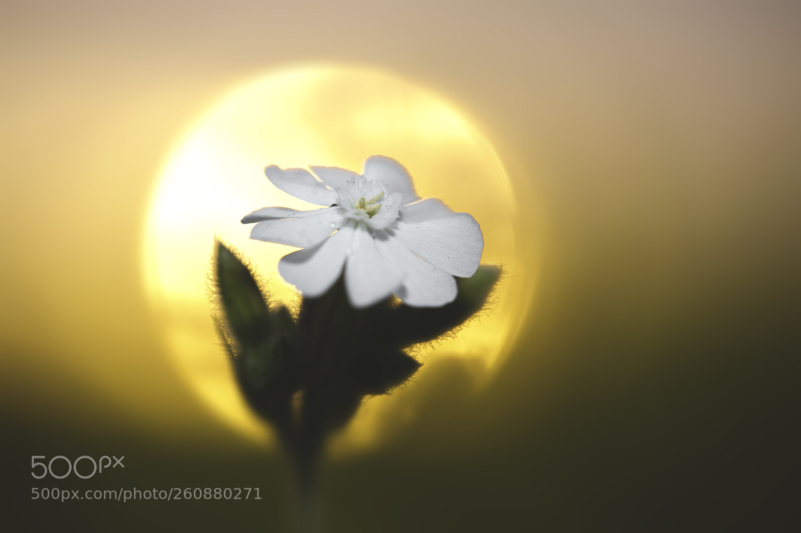 Canon EOS 5DS R sample photo. ... photography