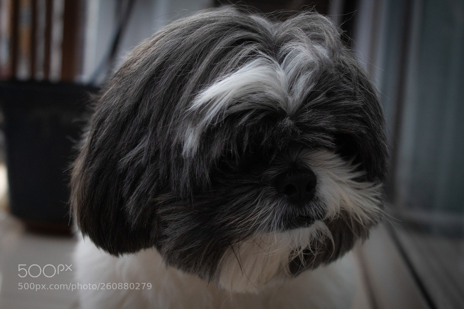 Canon EOS 1300D (EOS Rebel T6 / EOS Kiss X80) sample photo. Model dog photography