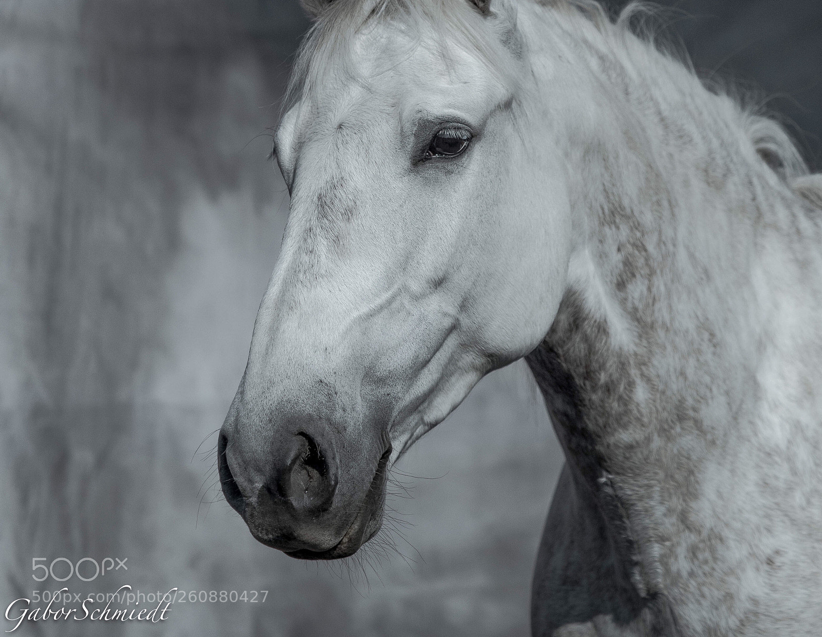 Olympus OM-D E-M5 II sample photo. Untitled photography