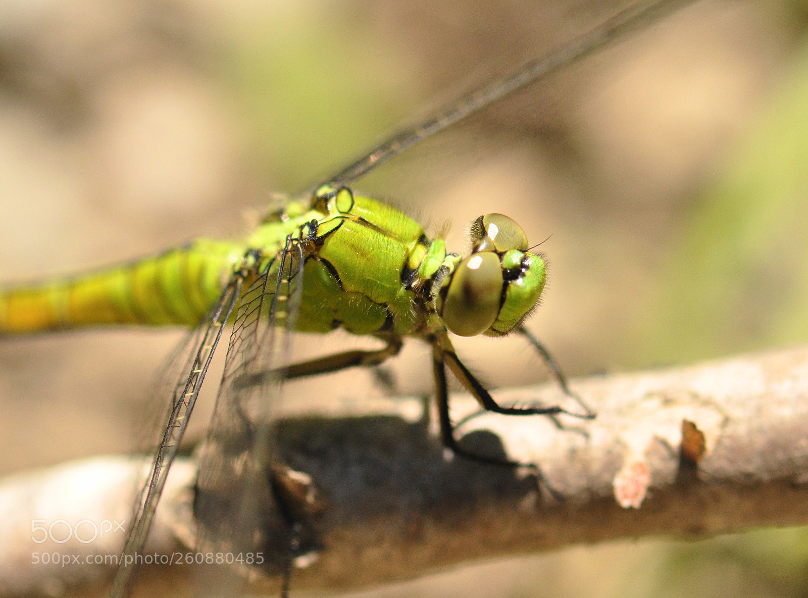 Nikon D90 sample photo. Bright green dragonfly 4 photography