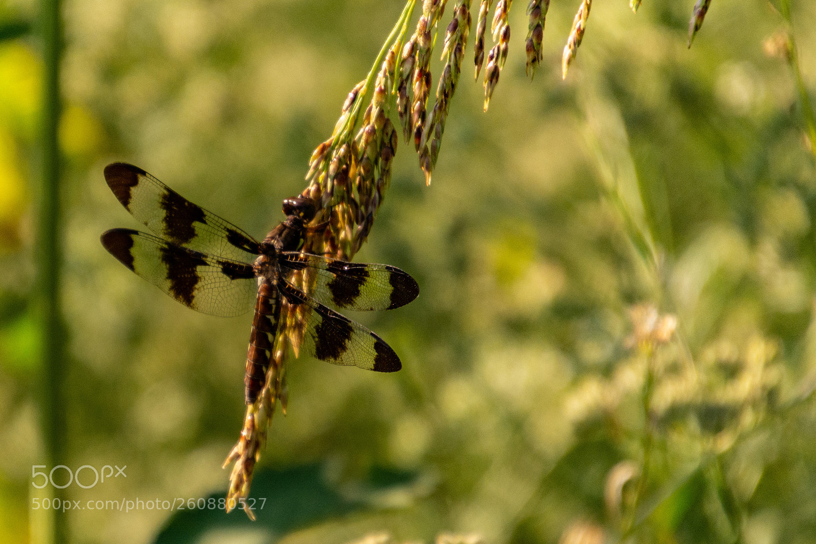 Nikon D7100 sample photo. Close up photography