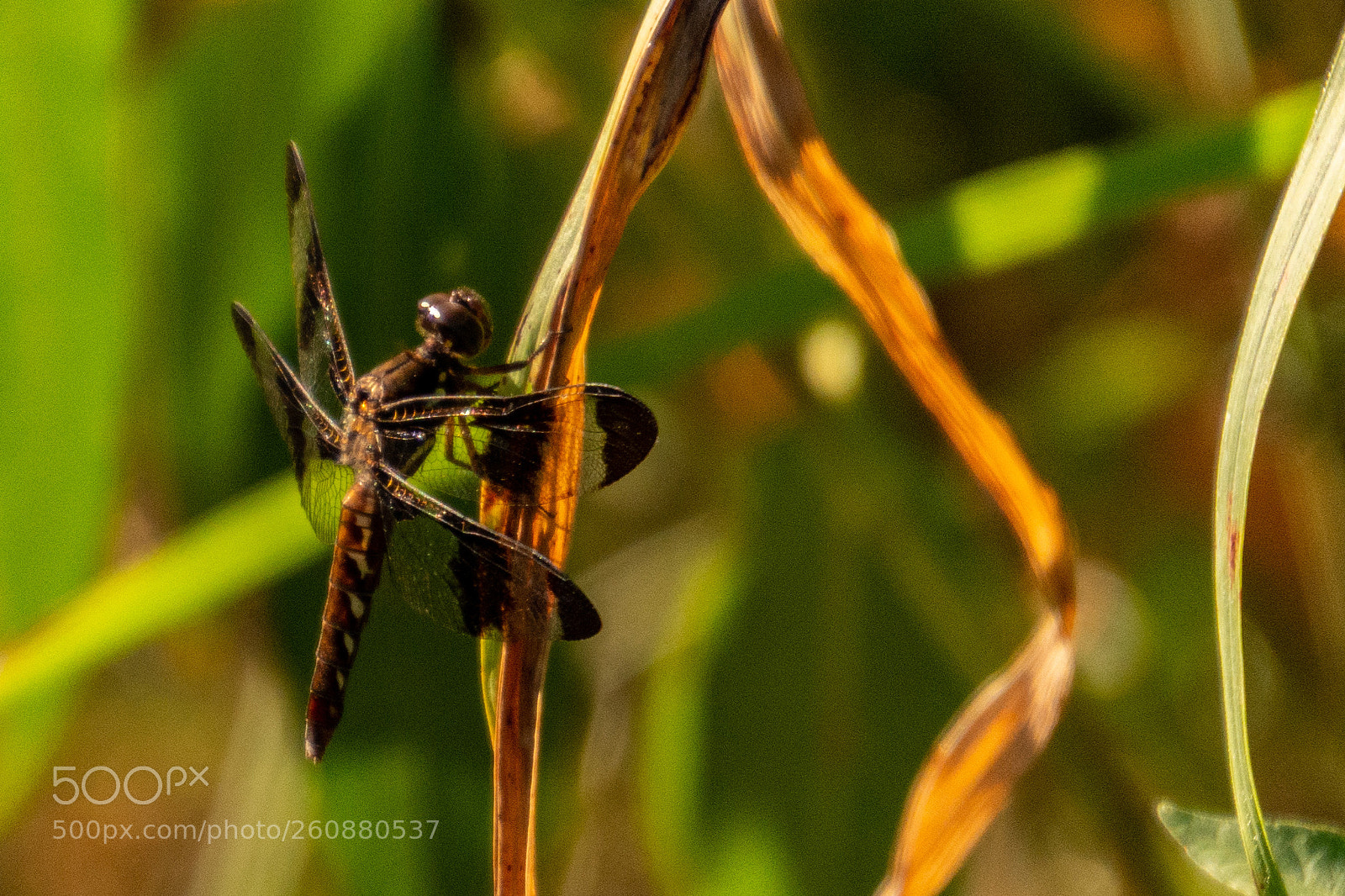 Nikon D7100 sample photo. Close up photography
