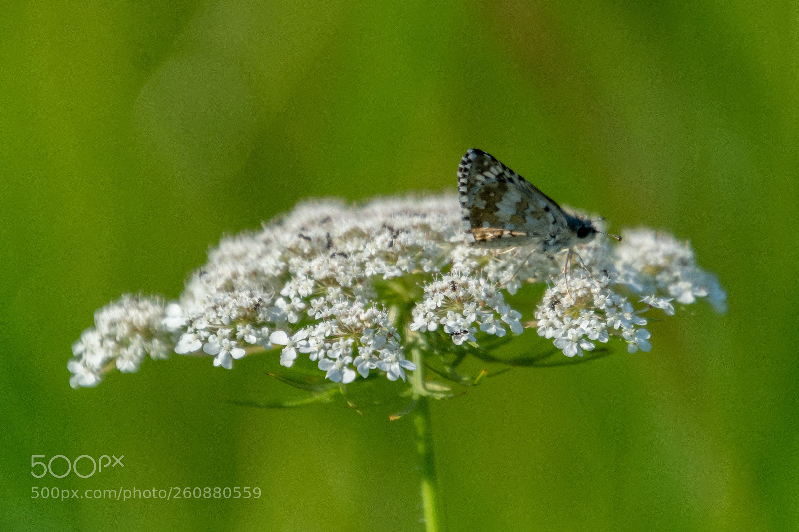 Nikon D7100 sample photo. Butterfly on queen anne's photography