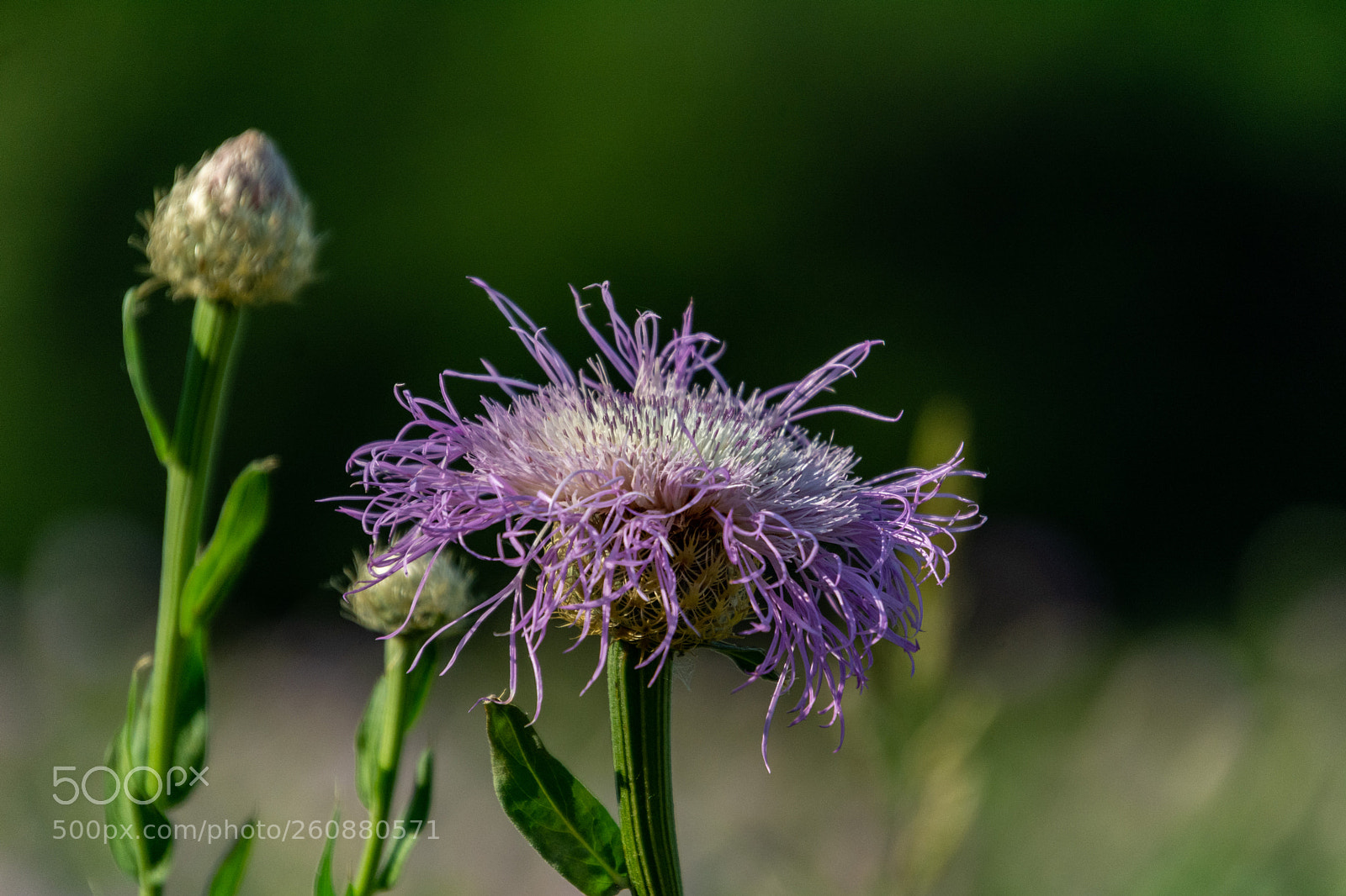 Nikon D7100 sample photo. Basket flower photography