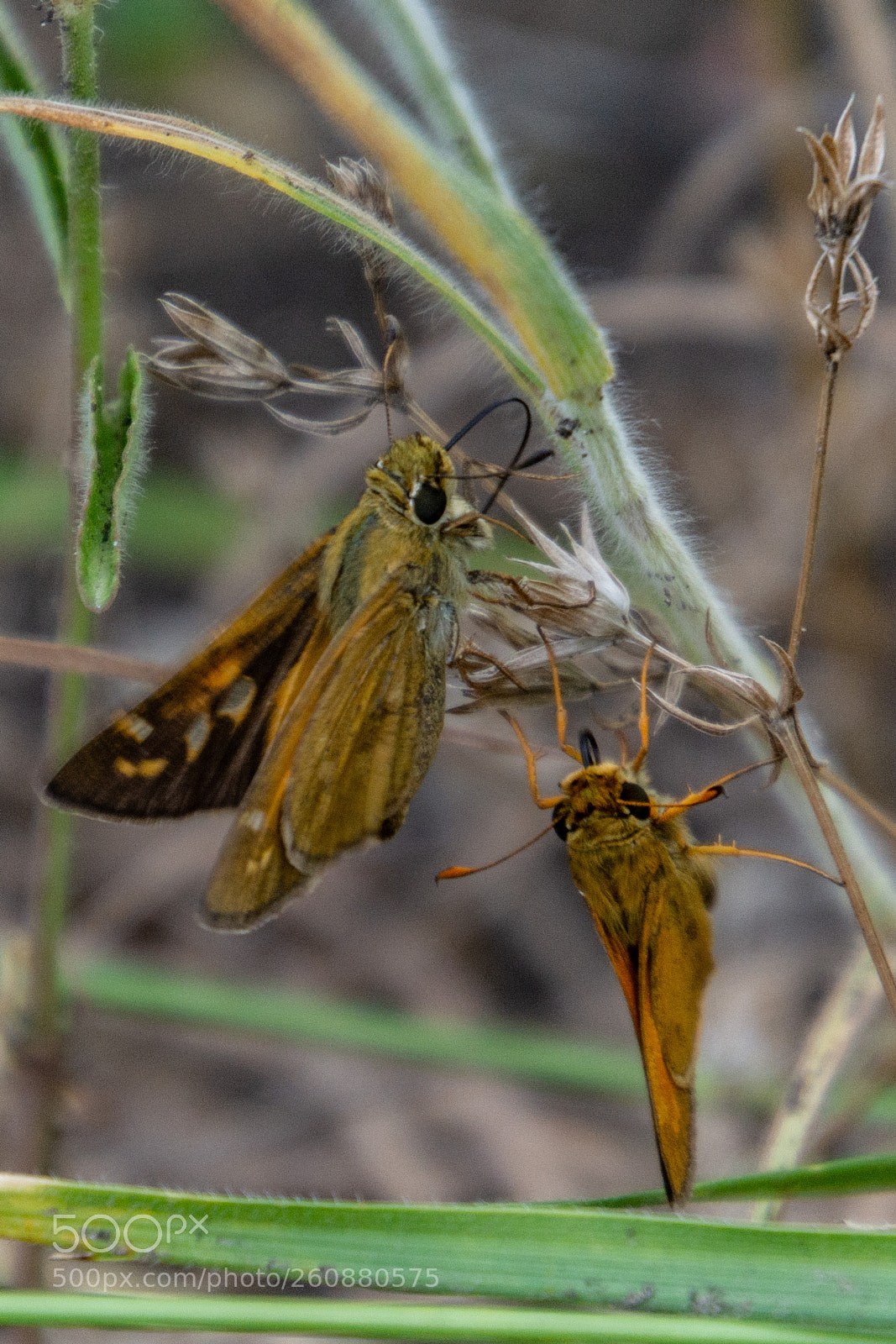 Nikon D7100 sample photo. Close up - two photography