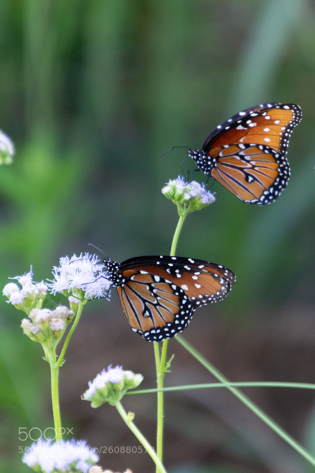 Nikon D7100 sample photo. Monarchs on gregg's mist photography