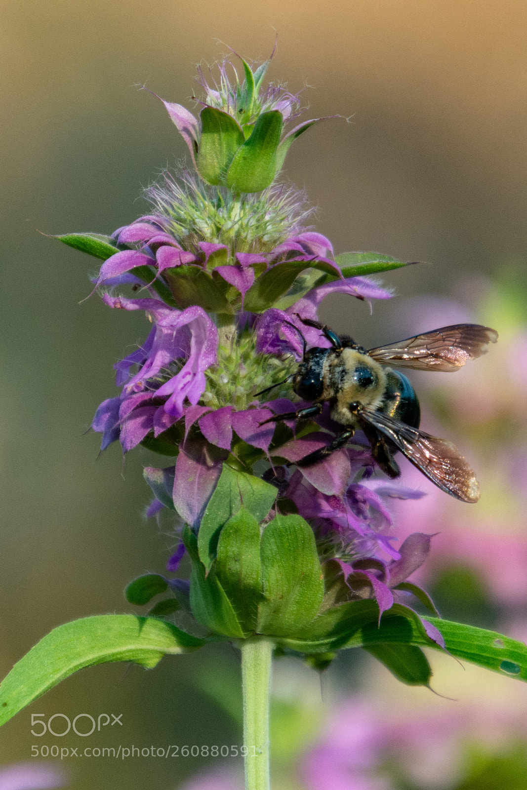 Nikon D7100 sample photo. Close up - bee photography