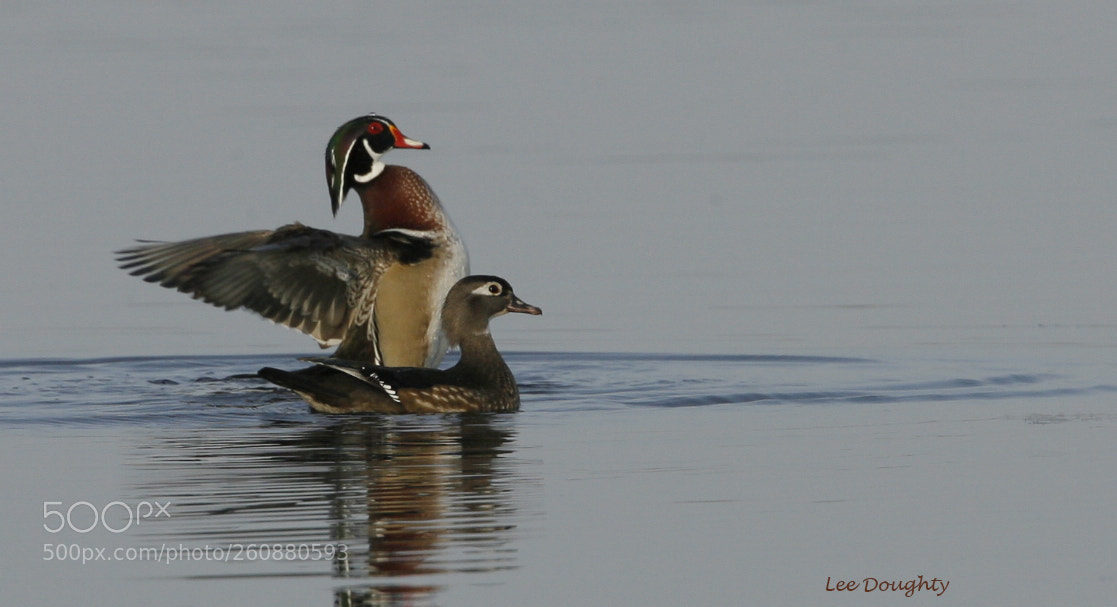 Canon EOS-1D Mark II N sample photo. Wood ducks photography