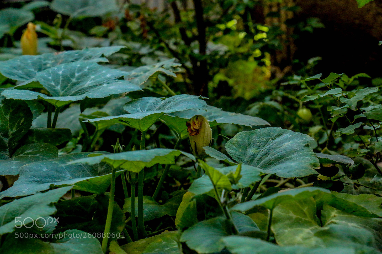 Canon EOS 70D sample photo. Untitled photography