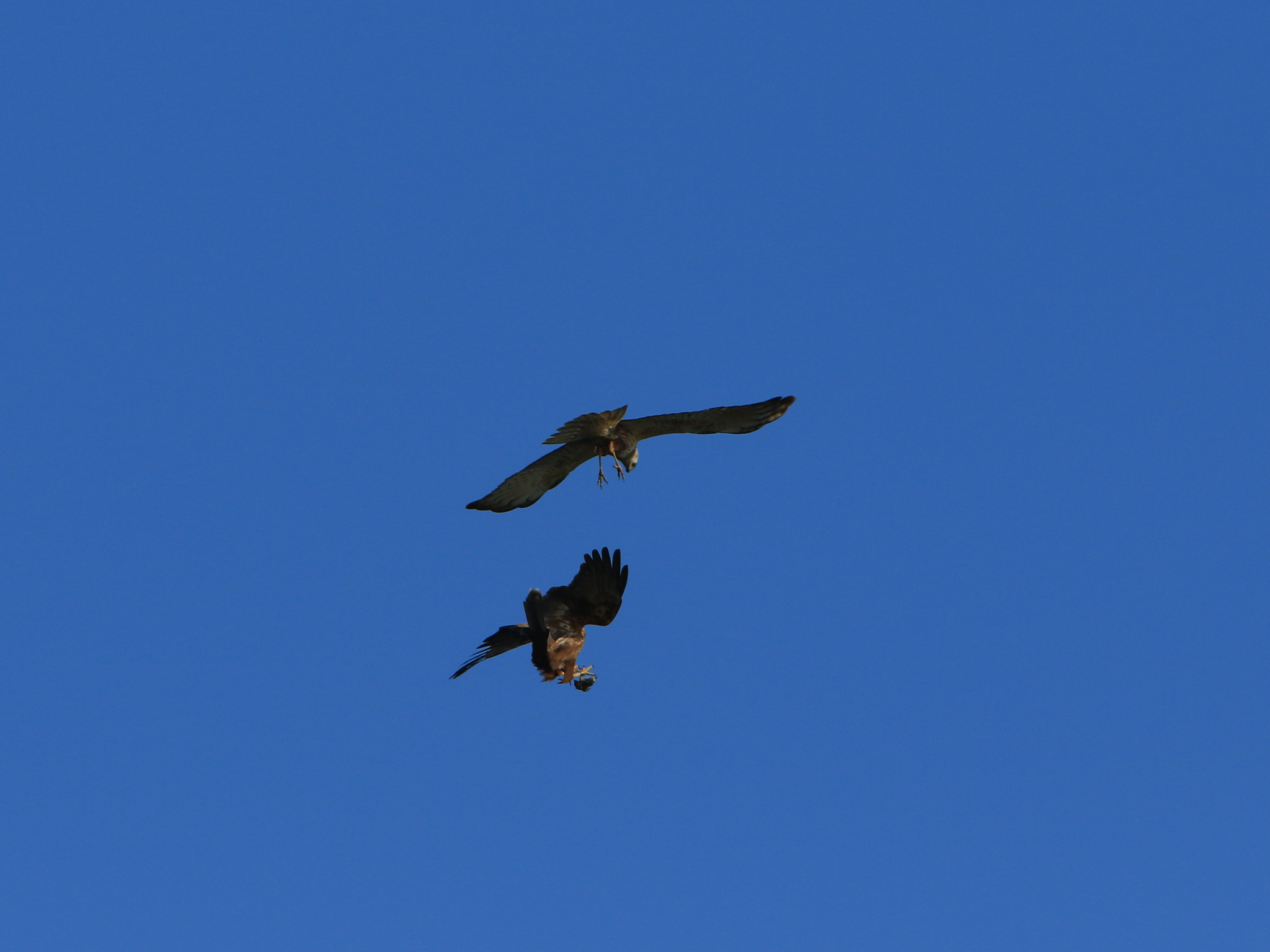 Canon EF 400mm F2.8L IS USM sample photo. エサ渡し ②  eastern marsh harrier photography