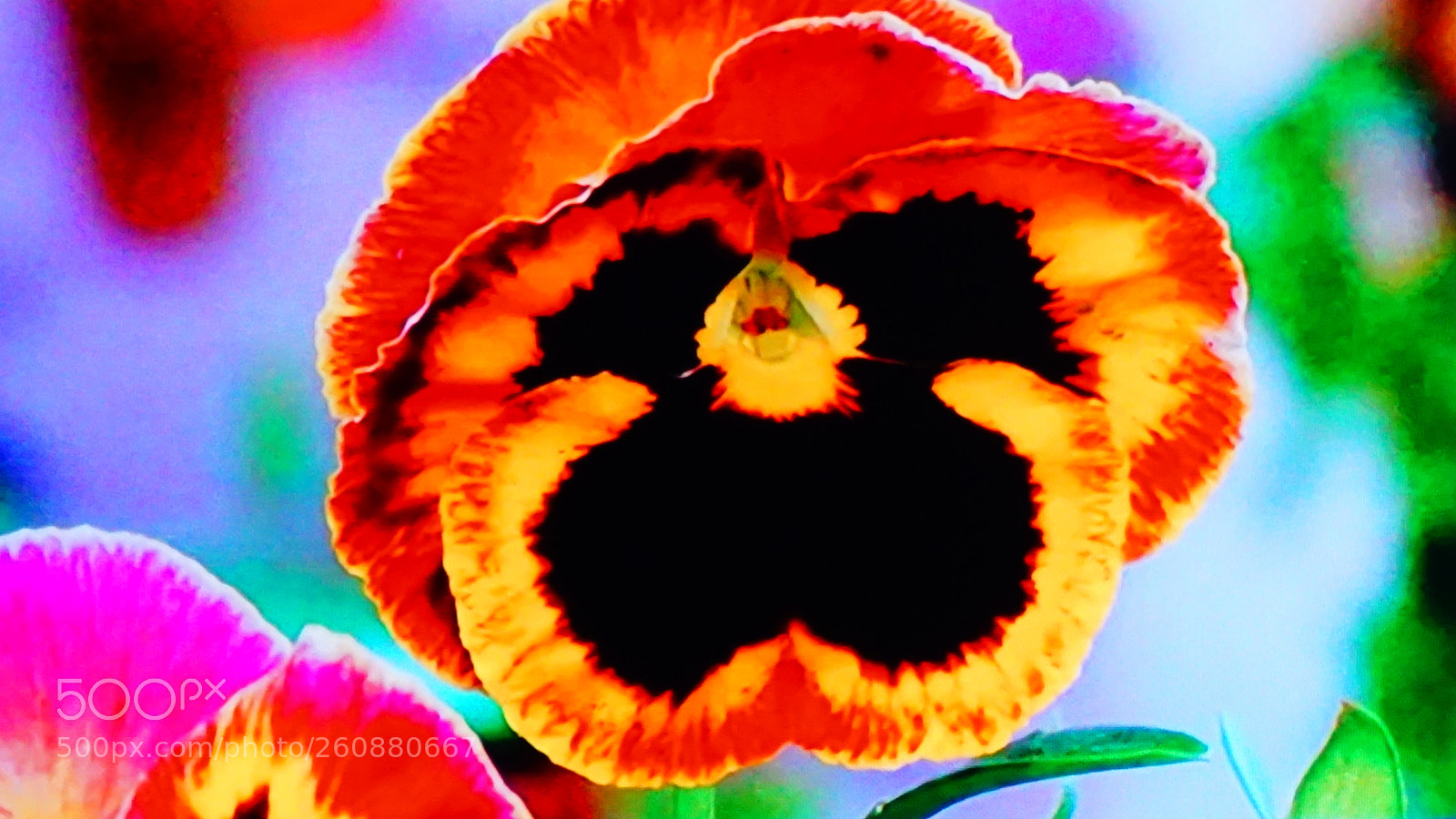 Sony a6000 sample photo. Flower photography