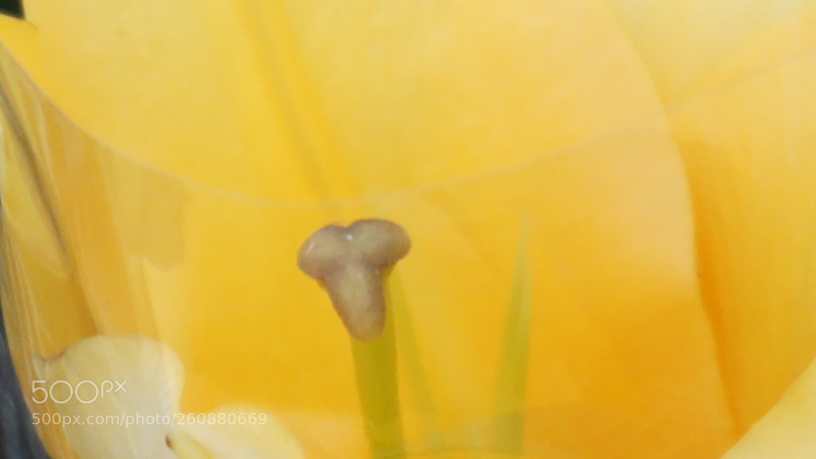 Sony a6000 sample photo. Flower photography
