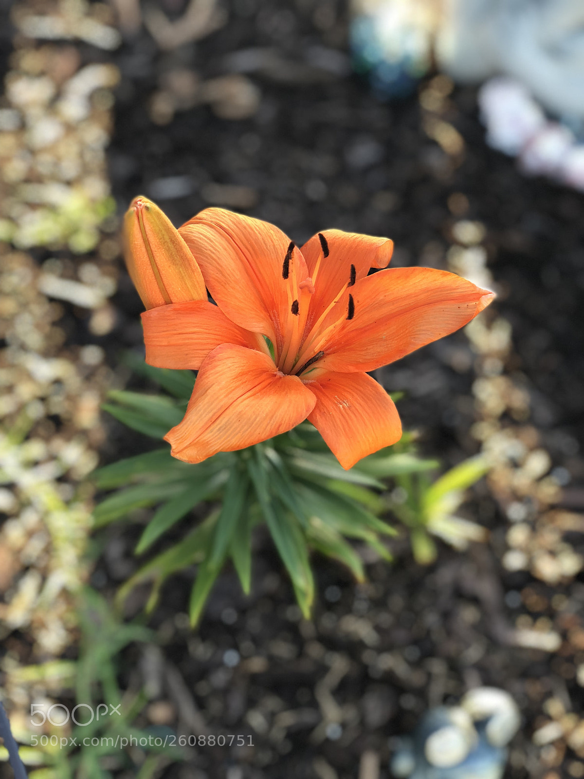 Apple iPhone X sample photo. Tropical beauty photography